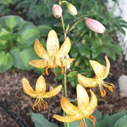 Mrs. R. O. Backhouse - inflorescence